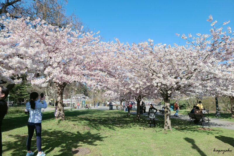 スタンレーパーク　桜